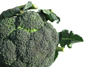Broccoli Slows Progression of Cancer